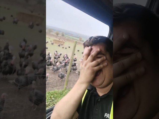 These turkeys were copying this guy 😂