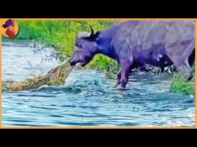 Buffalo Drags Huge Croc Out of the Water by Its Nose!