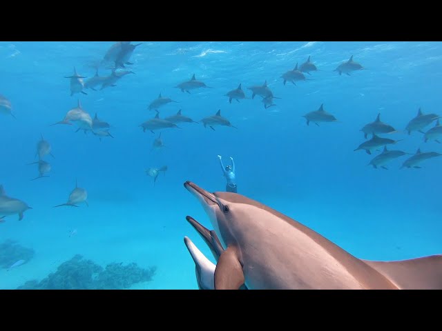 Freediving with Dolphins | Satayah Reef