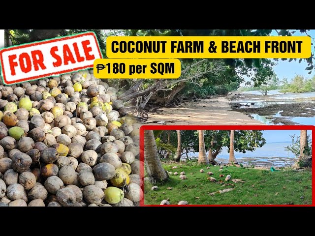 #82 Beach front and coconut farm also for sale in Calauag Quezon province Philippines
