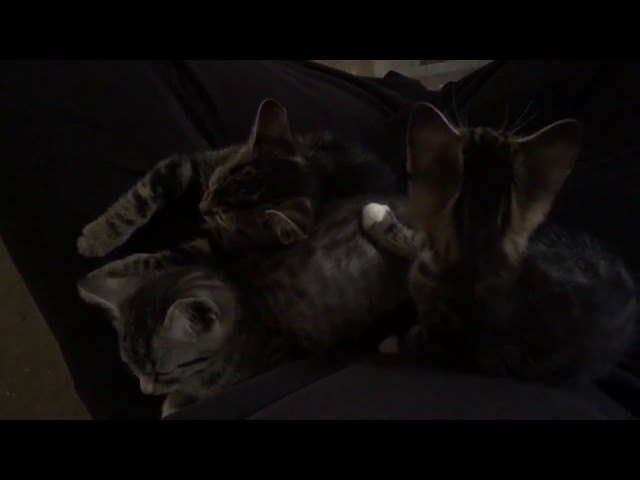 Not a repair video - Sleepy kittens
