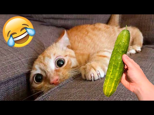 Best Funny Animals 2023 😂 Funniest Dogs and Cats 😻🐶
