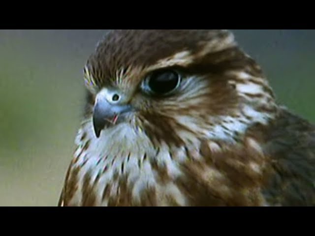 Secret Nature - Facts About Birds of Prey 🦅 | S01E05 | Bird Documentary | Natural History Channel
