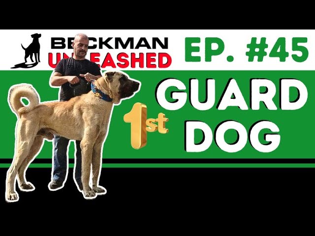 How to train your dog to guard you & your home.  Major change coming to the Podcast!