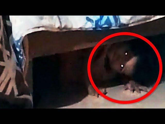 15 Scary Videos That Are Devastating My Dreams