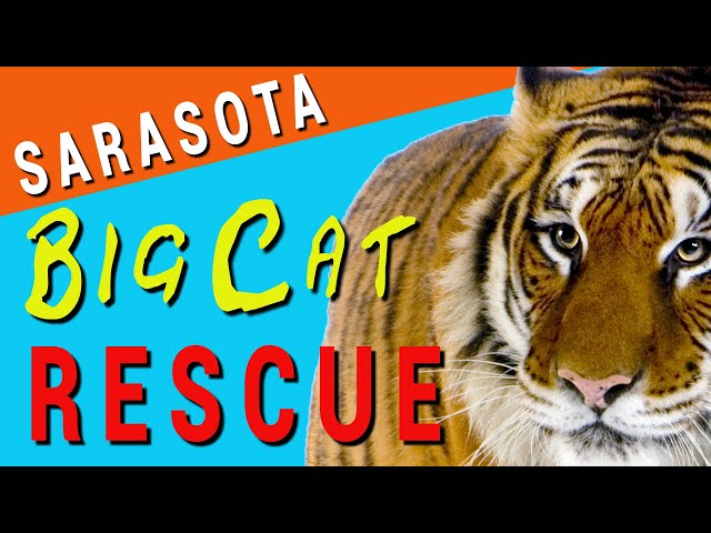 Big Cat Sanctuary - Sarasota, FL