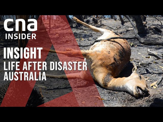 Australia's 'Black Summer', A Year On: Can The Bushfires Stop Burning? | Insight