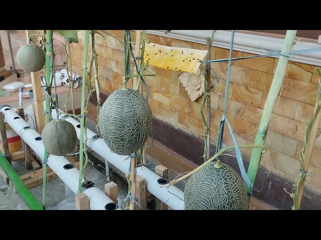 Simple melon hydroponics with the DFT system using PVC pipes || Hydroponic farming at home