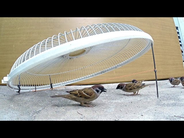 Electric fan guard bird trap