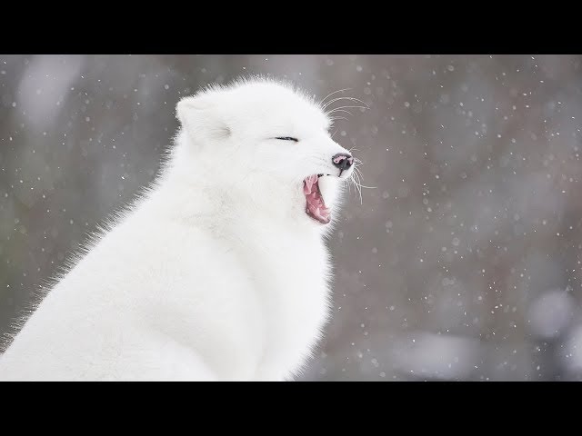 ARCTIC FOXES in the Snow
