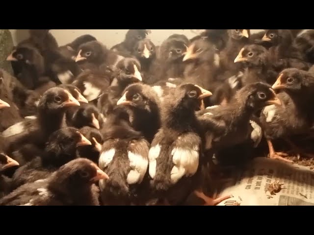 7-day-old black-feathered chicks.