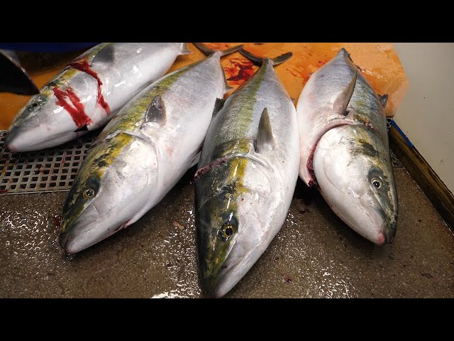 Giant Yellowtail for Sashimi - Korean Seafood
