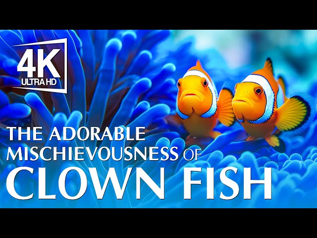 The Adorable Mischievousness of Clown Fish 4K (ULTRA HD) - The Odd World of Deep Sea Mimicry