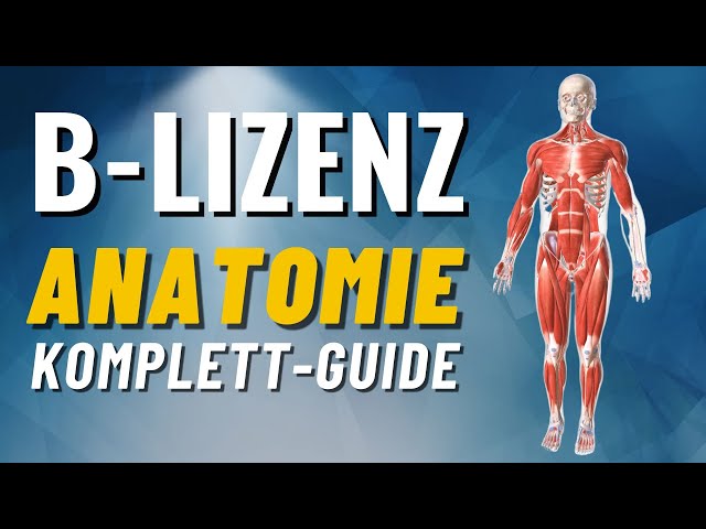 B-Lizenz Anatomie Komplett-Guide! Muskulatur & Gelenke erklärt (B-Lizenz Prüfungsstoff)