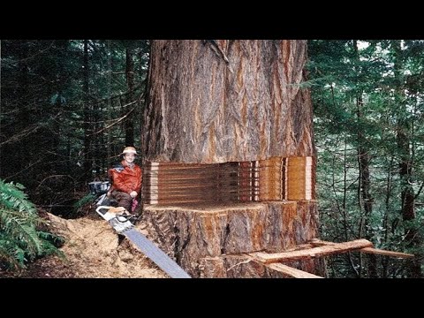 Biggest Tree Cutting Down
