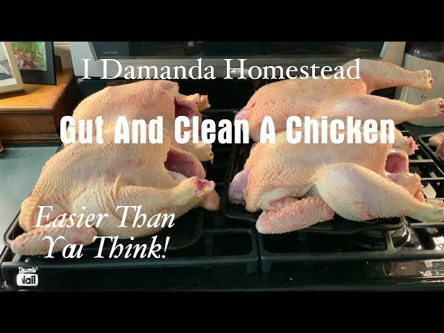 How to Clean and Gut your Chicken after Plucking