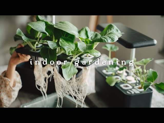 #41 Growing Vegetables 🥬 Indoors Without Soil Nor Sun | Hydroponic Gardening
