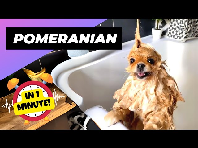 Pomeranian 💖 The Cutest Ball of Fur! | 1 Minute Animals