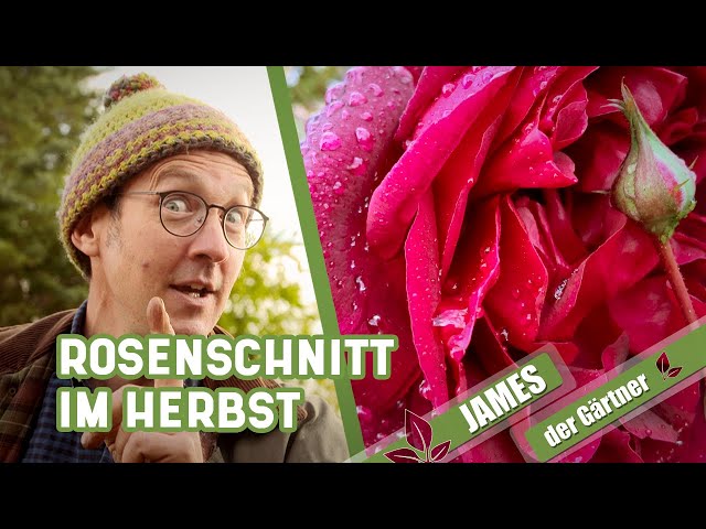 Rosen im Herbst und Winter nur wenig schneiden! | James der Gärtner