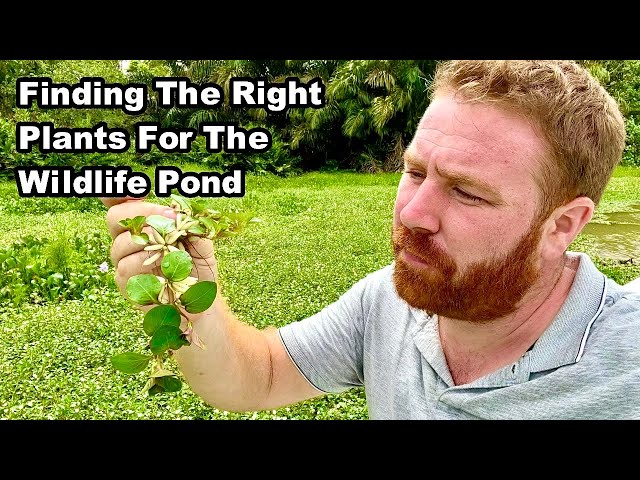 Finding Native Plants For The Wildlife Pond