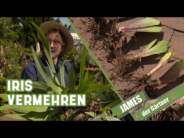 So teilt man Iris | James der Gärtner
