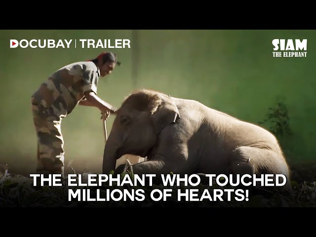 The Incredible Life of Siam the Elephant | Siam, The Elephant - Documentary Film Trailer