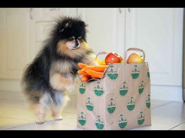 Cute Pomeranian Helps Owner With Groceries