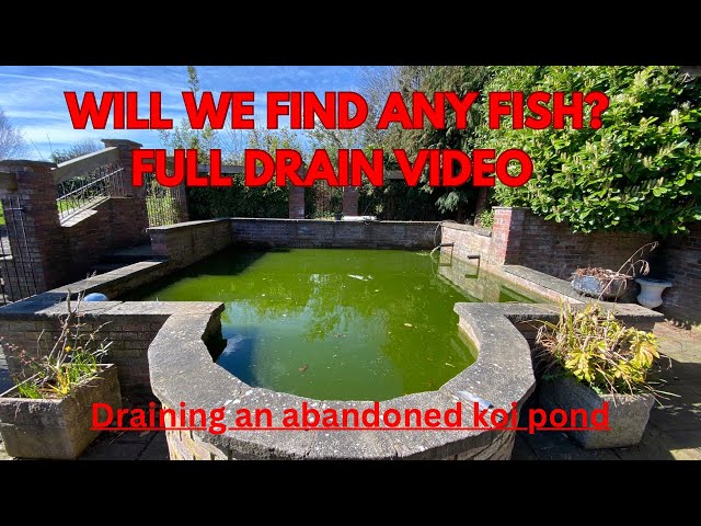 Draining an Abandoned Koi Pond!