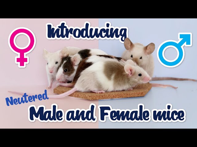 Introducing a neutered male mouse to female mice