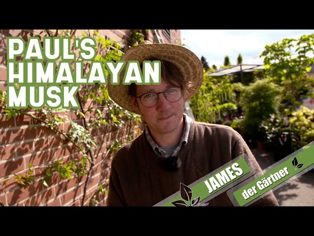 Paul's Himalayan Musk - wie geht's ihr eigentlich | James der Gärtner