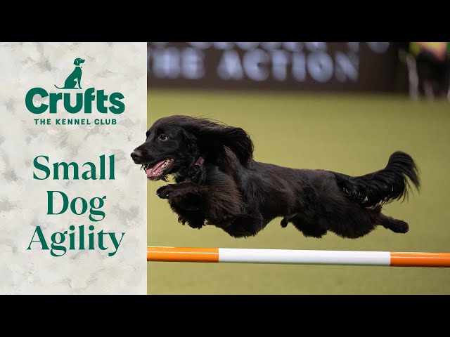 Pocket Rocket Pups 🚀 The Best of Small Dog Agility at Crufts