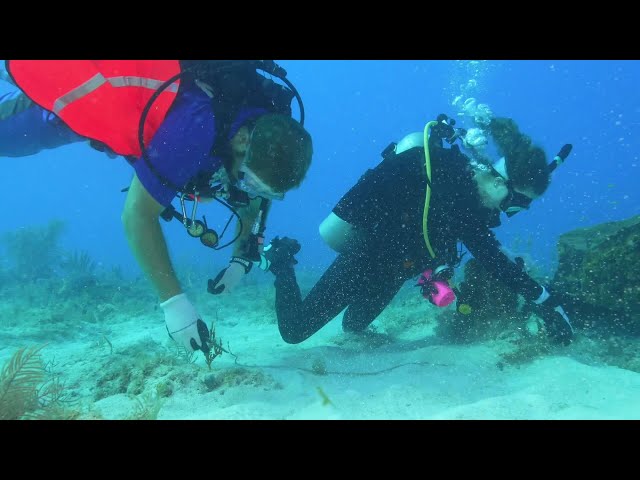 Over 600 scuba divers, volunteers take part in Florida Keys underwater, coastal debris removal