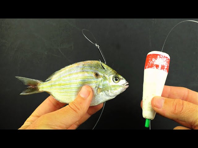 How To Use Live Pinfish On Grass Flats (And AVOID These Common Mistakes)