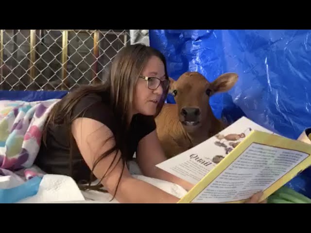 Story Time for Rescued Calf Lewis