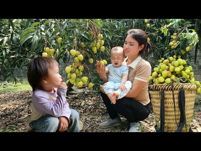Single girl: Harvesting Lychee Goes to the market to sell & Washing clothes for my two children