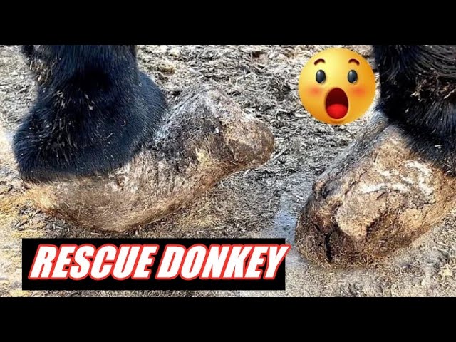 療癒解壓的驢子修蹄 - 65歲老師傅救助毛驢 - Rescue Donkey-ASMR