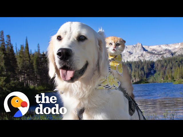 Service Dog Wasn't Playful — Until He Met His Kitten Sister | The Dodo