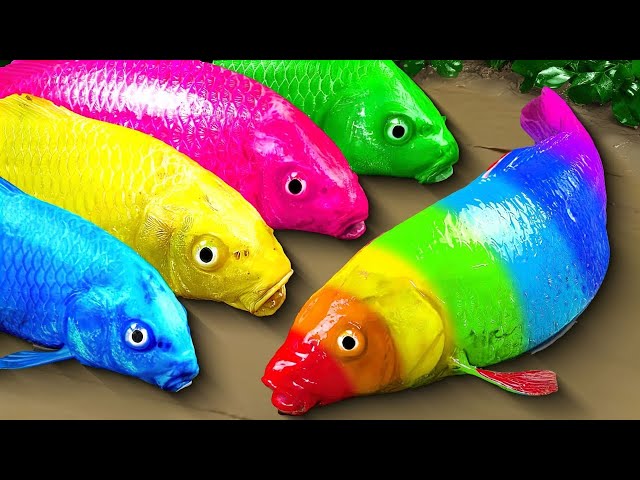 Stop Motion Cooking ASMR Colorful Koi Fish Cow, ikan & Big Frog 다채로운 잉어물고기 | 거대한 개구리 - 무지개 메기/ 스톱 모션