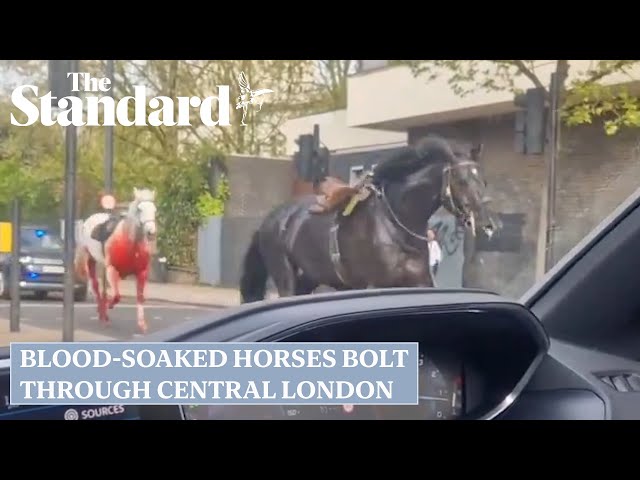 Watch moment household Cavalry horses bolt through central London smashing into vehicles