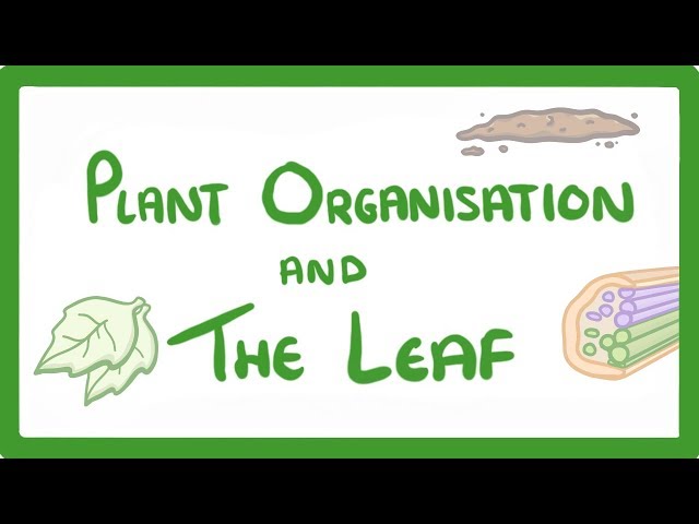 GCSE Biology - Structure of a Leaf and Stomata  #50