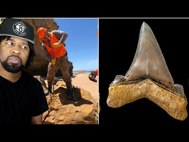 An Australian Scientist Found a Tooth So Big That It’s Hard to Believe This Monster Actually Existed