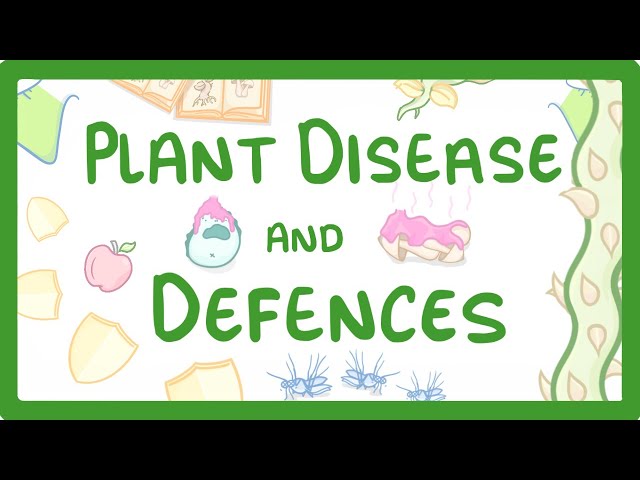 GCSE Biology - Plant Disease and Defences  #46