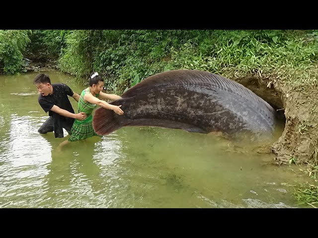 Survival Skill: Build Fish Trap And Catch Catfish In Secret Hole - Catching Giant Big Fish In Hole