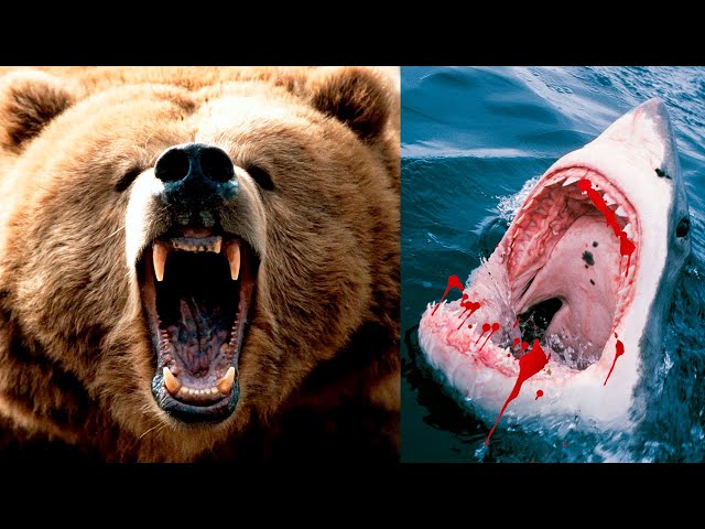 The Most DANGEROUS ANIMALS In The UNITED STATES 🐻🦈