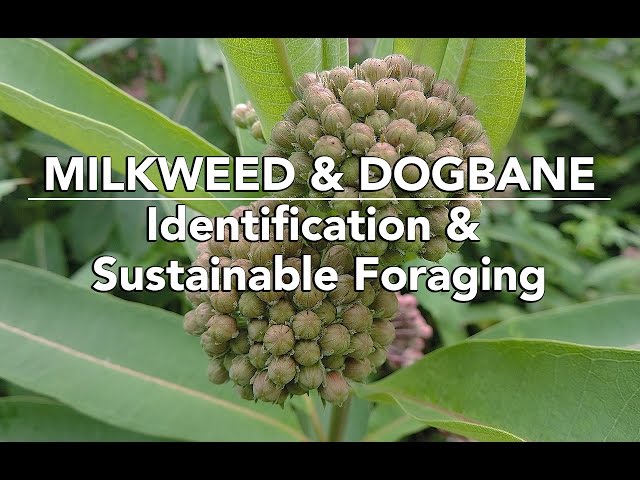 Milkweed & Dogbane — Identification & Sustainable Foraging with Adam Haritan
