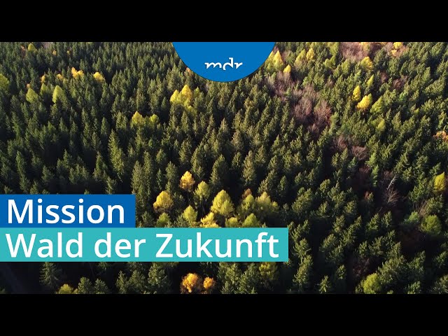 Waldumbau – Auf welche Baumarten die Forstwirte setzen | Umschau | MDR
