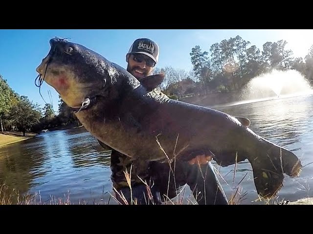 GIANT CATFISH caught out of a TINY POND!!!