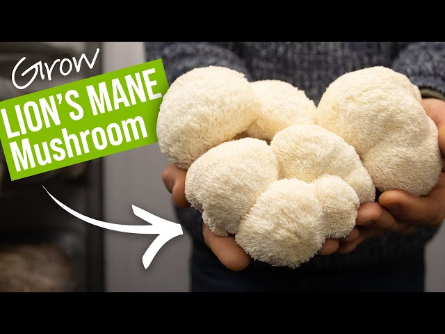 How To Grow Lions Mane Mushrooms! | GroCycle