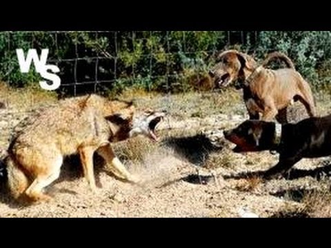 Coyote Attacks Dogs I Shoot With Glock 26