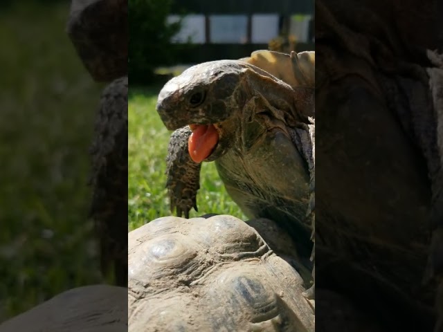 Turtle in love ❤️ Sound on!!